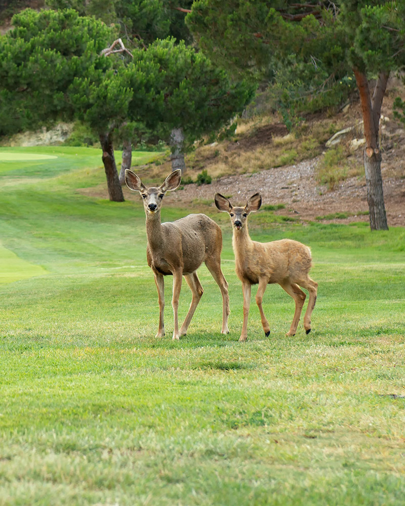 Deer on golf course. 