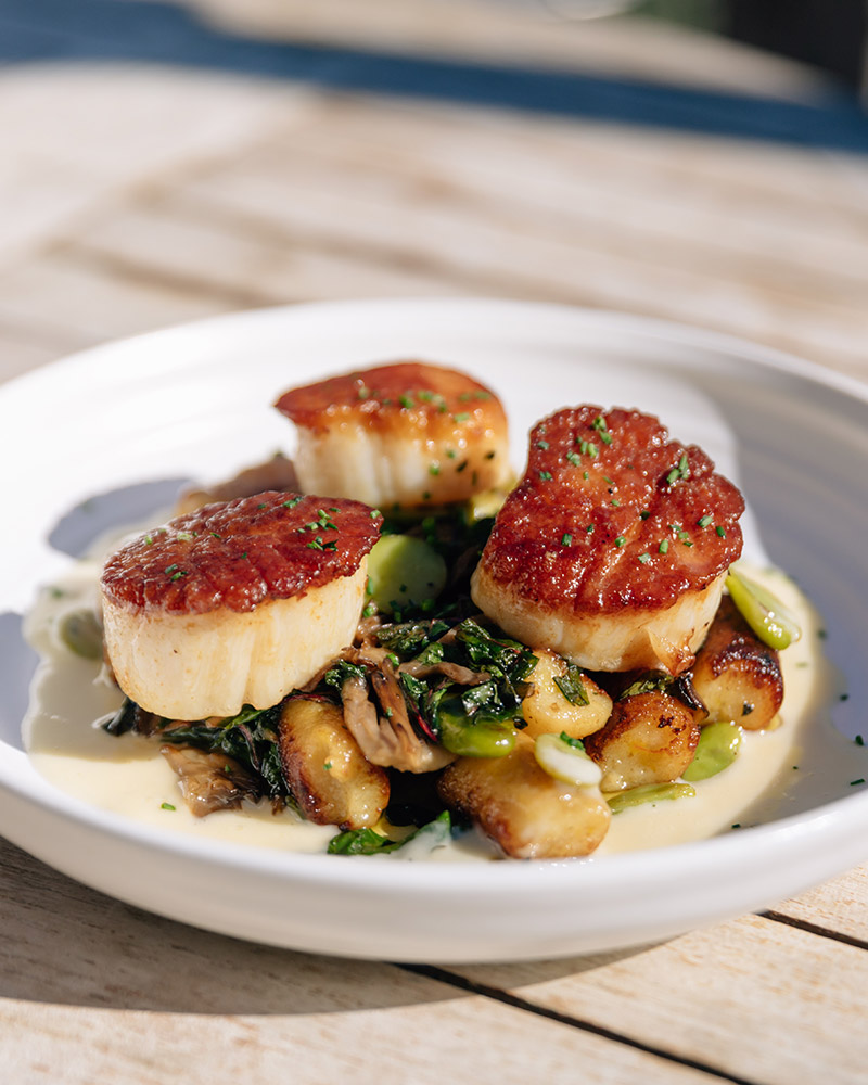 Harvest Scallops 